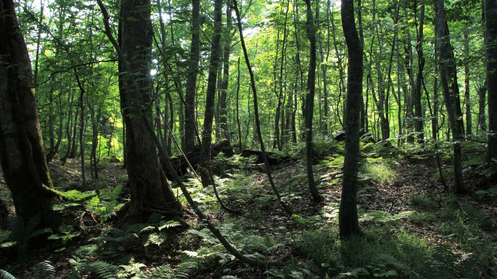 世界自然遺産「白神山地」のブナ天然林