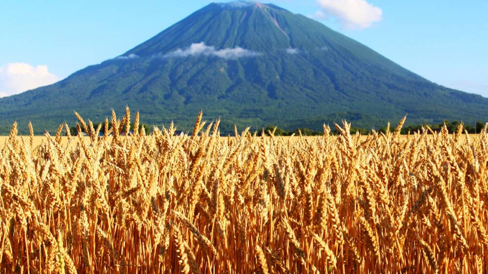 北海道の小麦畑